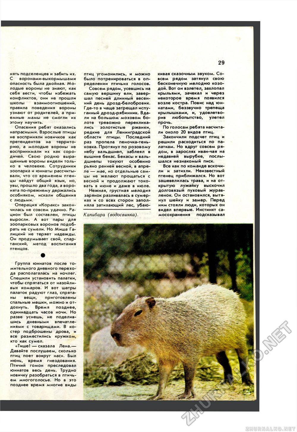 Юный Натуралист 1984-05, страница 31