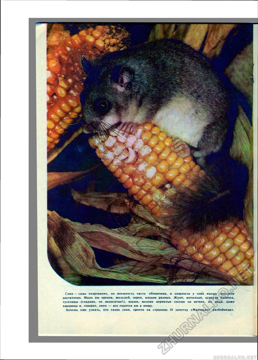 Юный Натуралист 1974-10, страница 31
