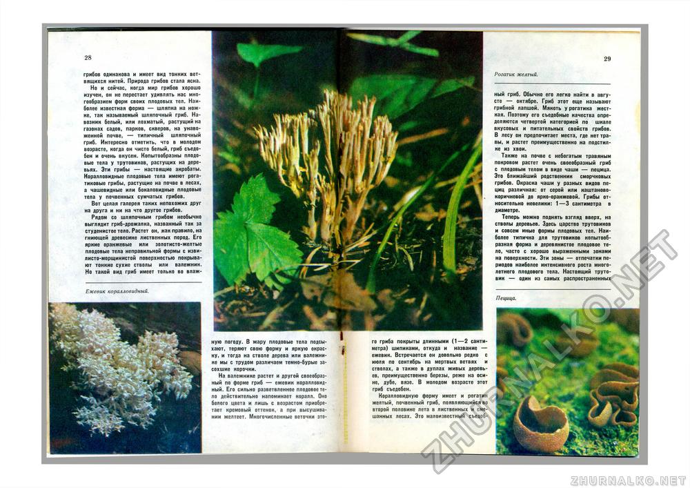 Юный Натуралист 1978-08, страница 30