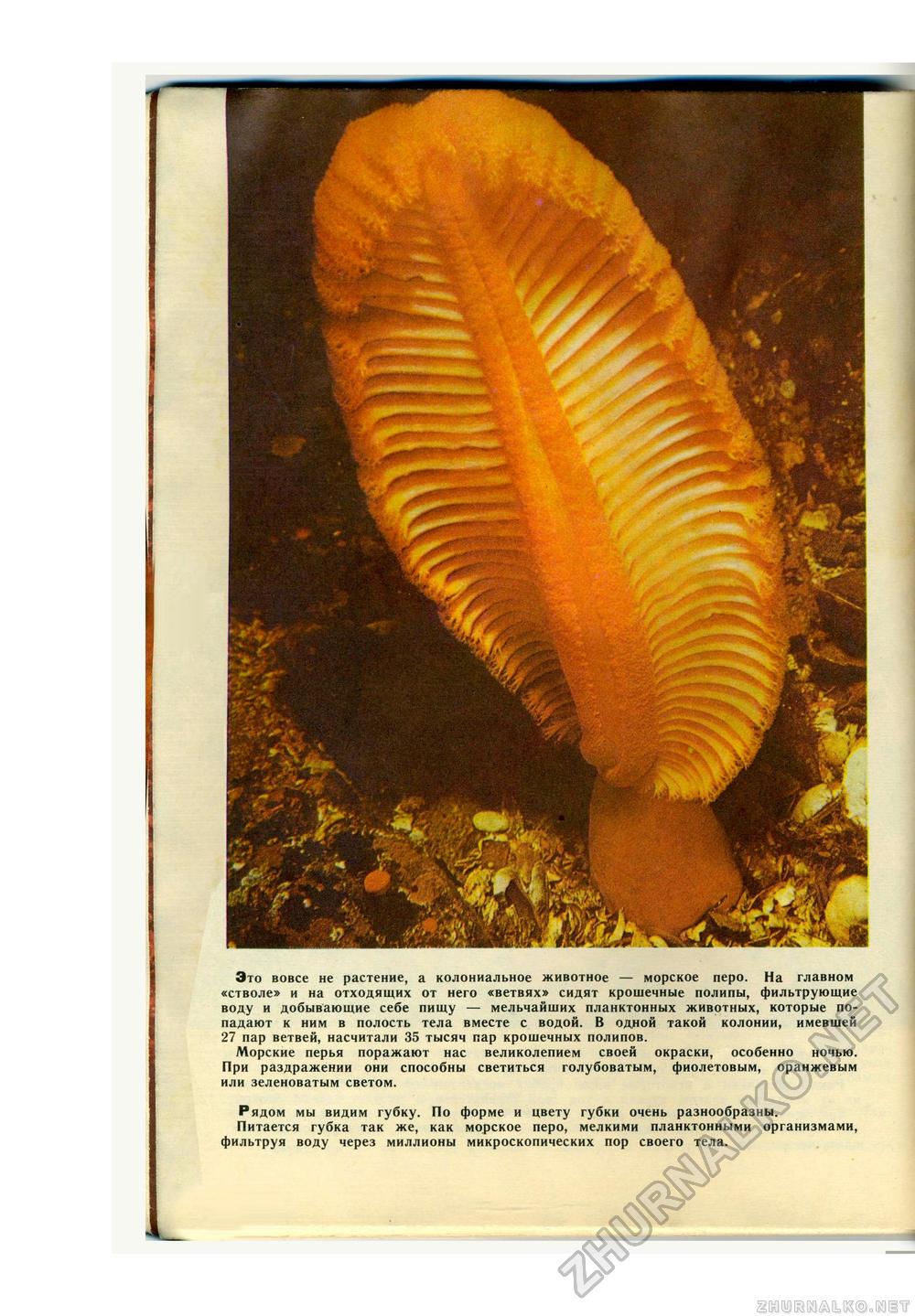 Юный Натуралист 1975-02, страница 31