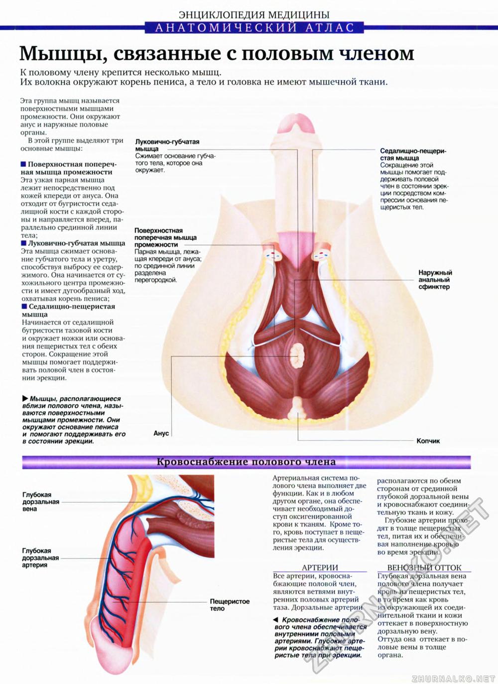 какие мышцы сокращаются во время оргазма фото 8