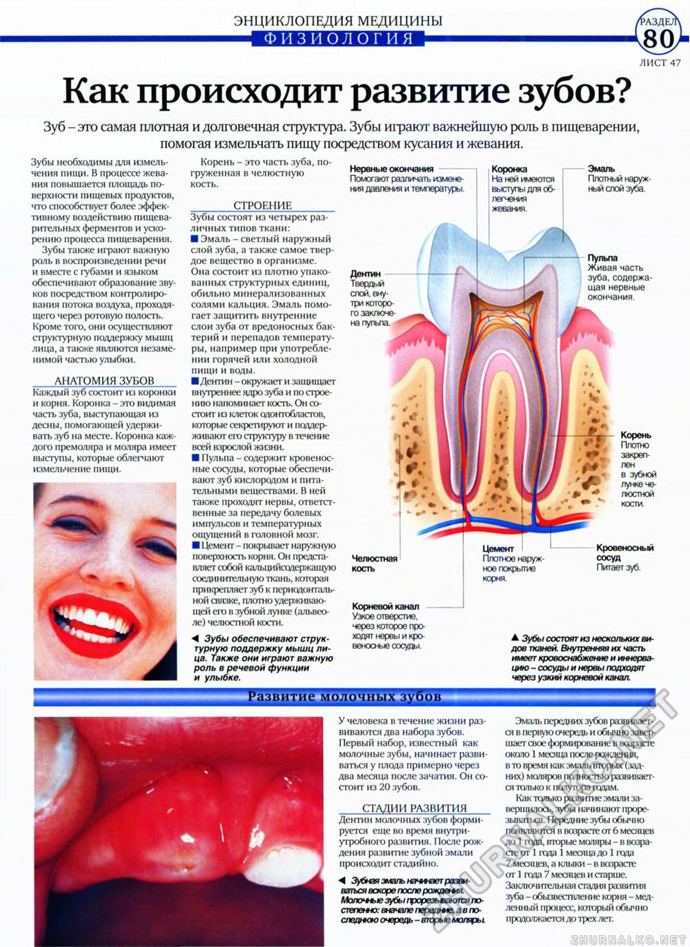 Физиология зуба