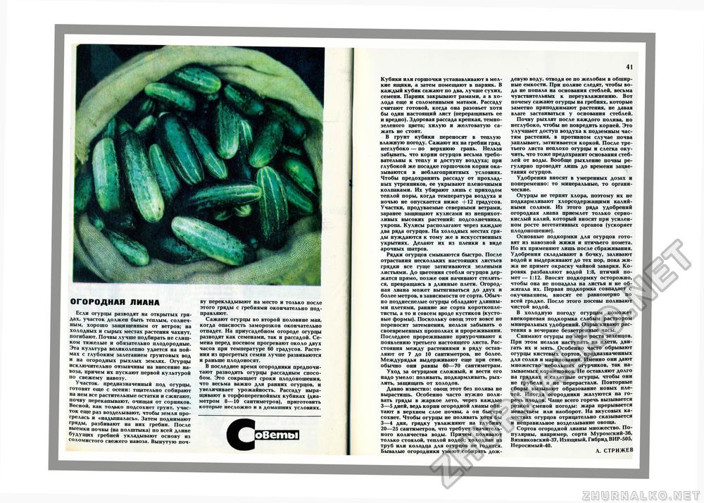 Юный Натуралист 1981-07, страница 28