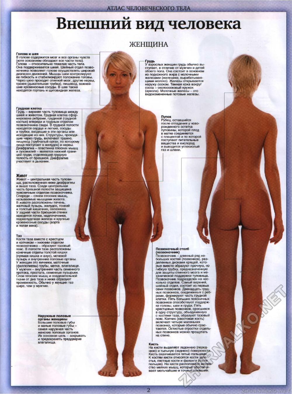 Тело человека №00 - Атлас человеческого тела, страница 2