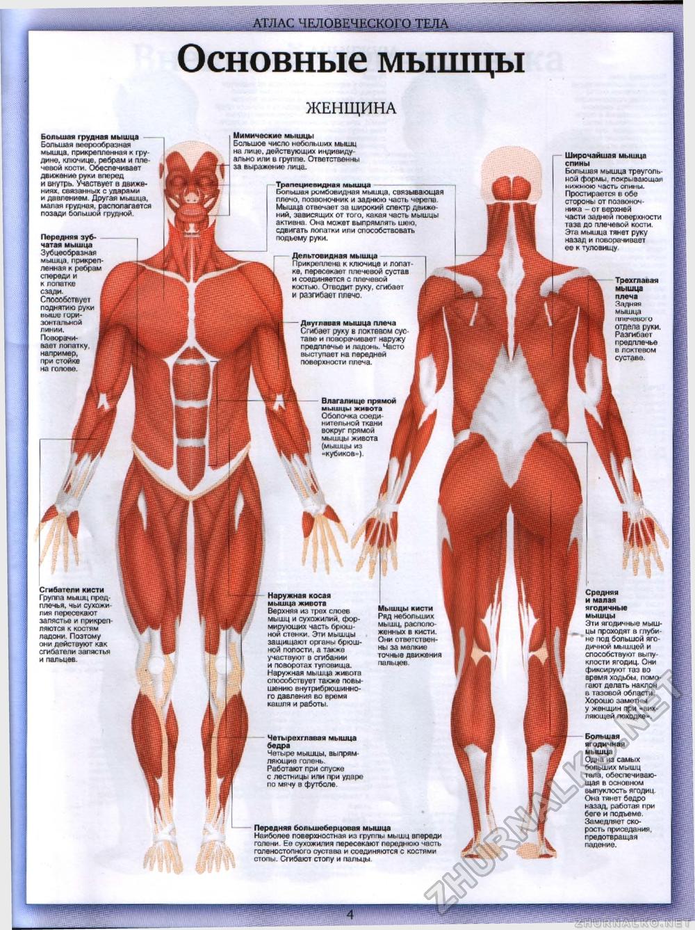 Тело человека №00 - Атлас человеческого тела, страница 4