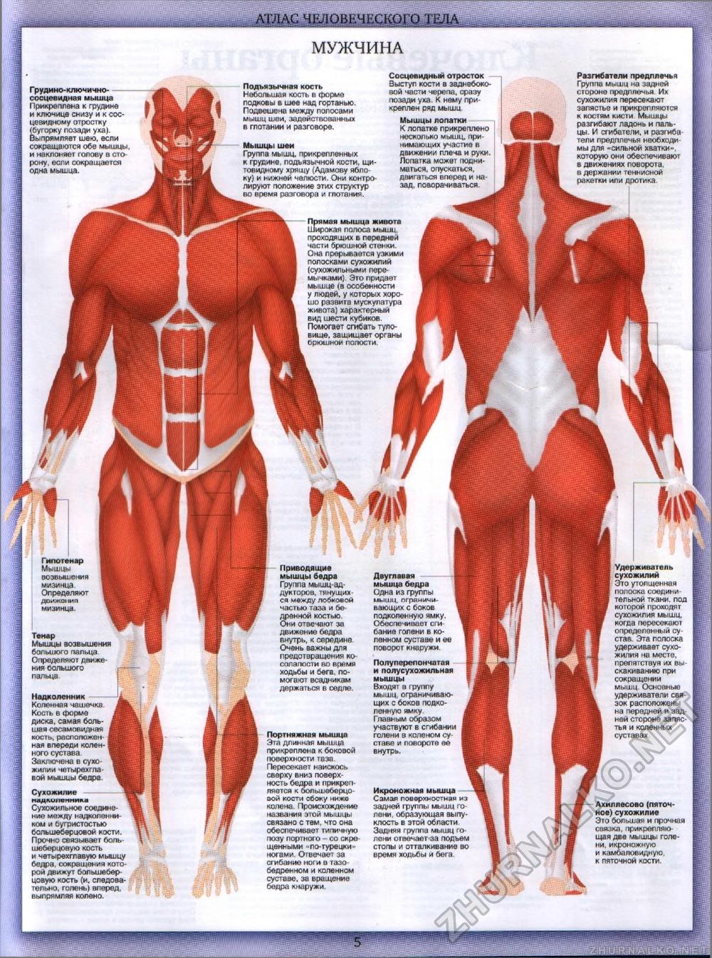 Тело человека №00 - Атлас человеческого тела, страница 5