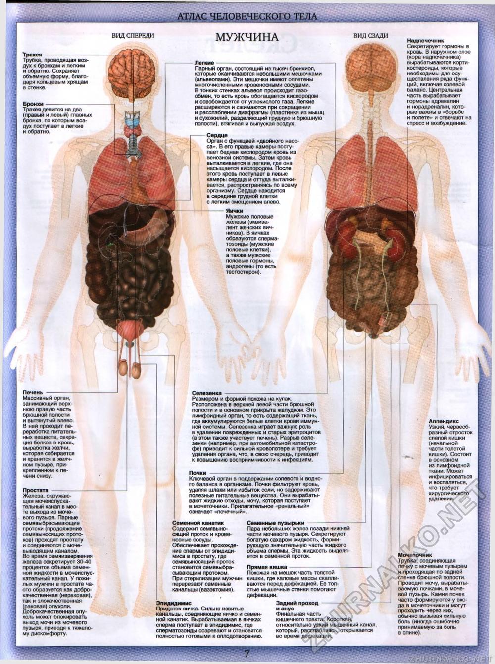 Тело человека №00 - Атлас человеческого тела, страница 7