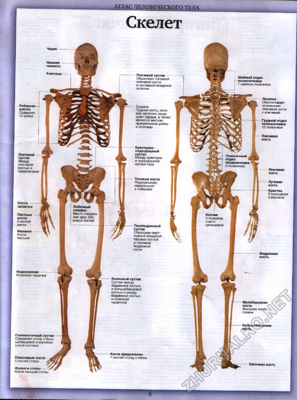 Тело человека №00 - Атлас человеческого тела, страница 8