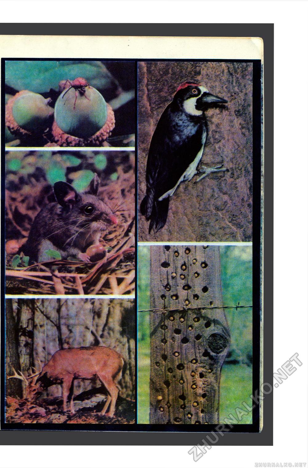 Юный Натуралист 1988-02, страница 39